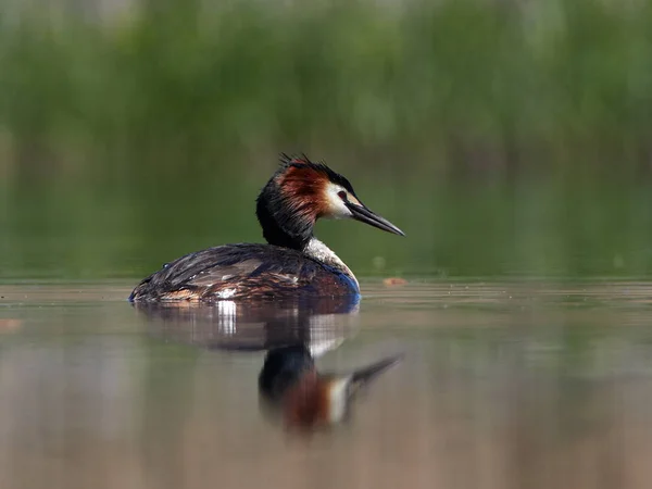 Water Bird Lake Podiceps Cristatus — Stock Photo, Image