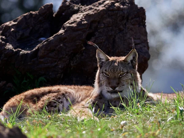 Eurázsiai Lynx Szabadtéri Vadon Élő Állat Rejtett Természetes Élőhely Hiúz — Stock Fotó