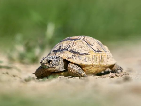 Špičatá Želva Testudo Graeca Přírodním Prostředí — Stock fotografie