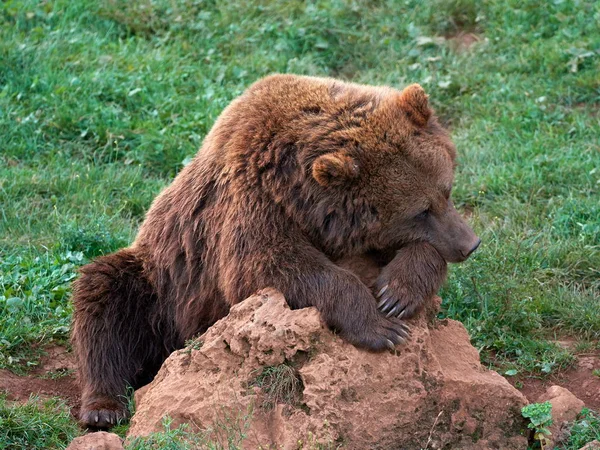 Eurasian brown bear (Ursus arctos arctos), also known as the European brown bear
