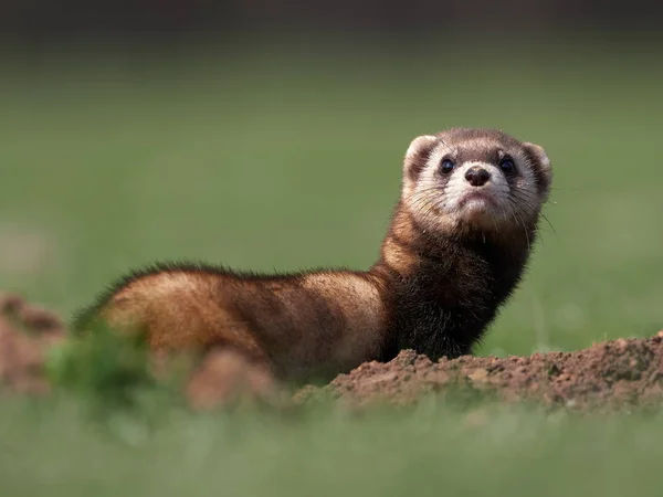 Steppe Weasels Masked Polecats Mustela Eversmanii Natural Habitat Dobrogea Roménia — Fotografia de Stock