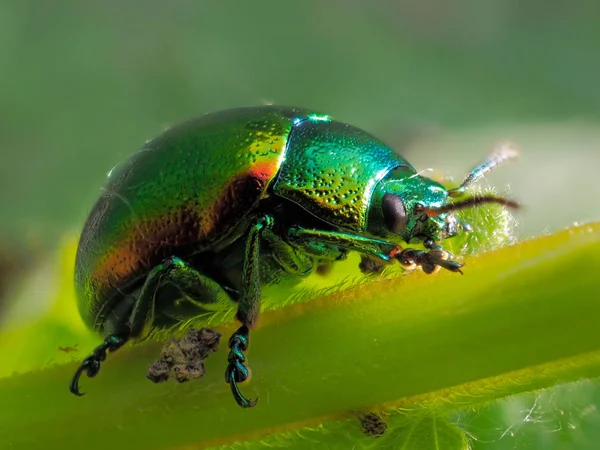 Colorful Bug Leaf Cryptocephalus Sericeus — Stock Photo, Image