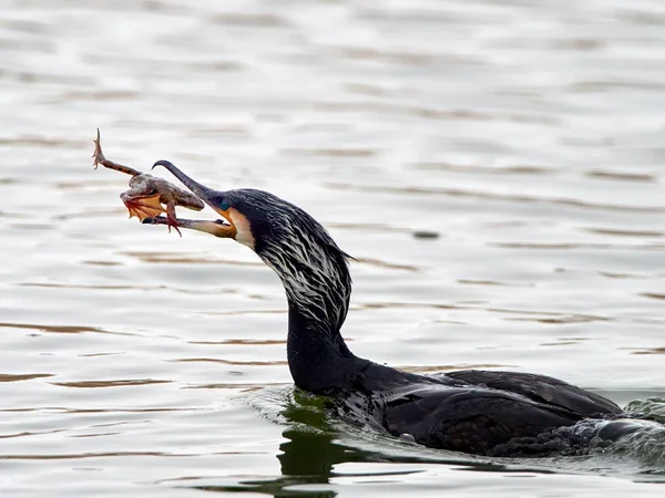 Cormoranes Phalacrocorax Carbo Agua Luchando Por Comida — Foto de Stock