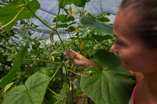 若い女性狩り夏の庭で新鮮な野菜を笑顔 — ストック写真