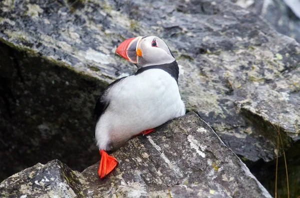 Roztomilý Puffin Stojící Skále Fratercula Arctica — Stock fotografie