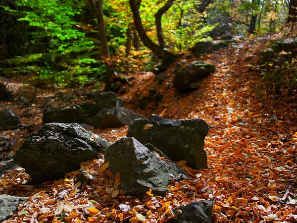 岩と森林 Dobrogea ルーマニアにおける葉で秋の自然 — ストック写真