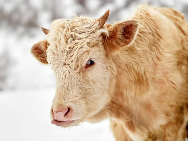 Calves Outdoor Winter — Stock Photo, Image