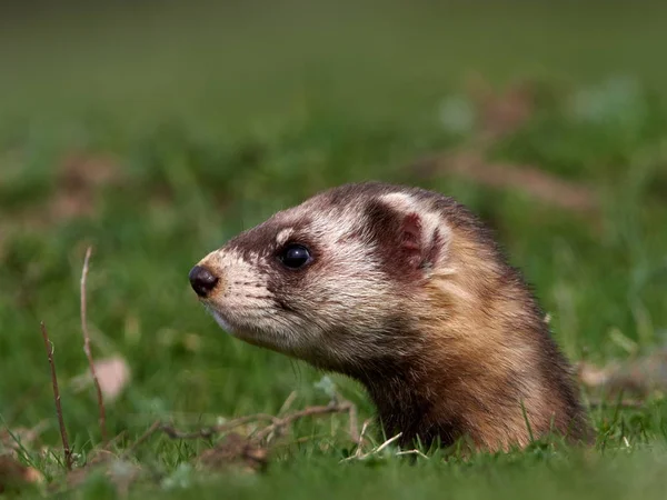 Steppe Weasels Mask Polecats Mustela Eversmanii Természetes Élőhelyen Dobrogea Románia — Stock Fotó