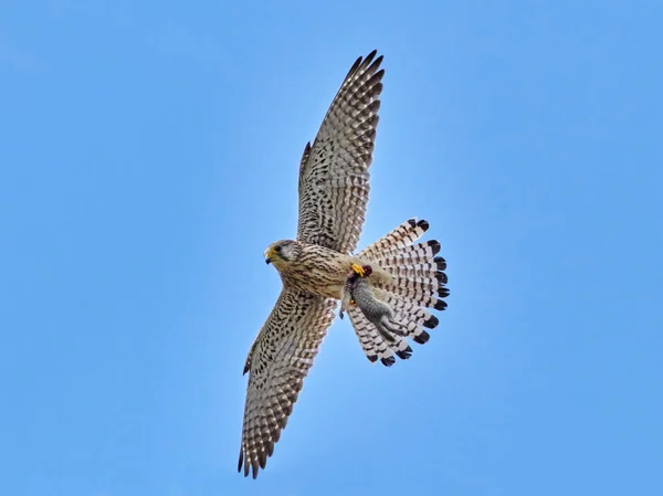 Falke Fliegt Natürlichem Lebensraum Und Wird Flug Gefangen Während Seine — Stockfoto