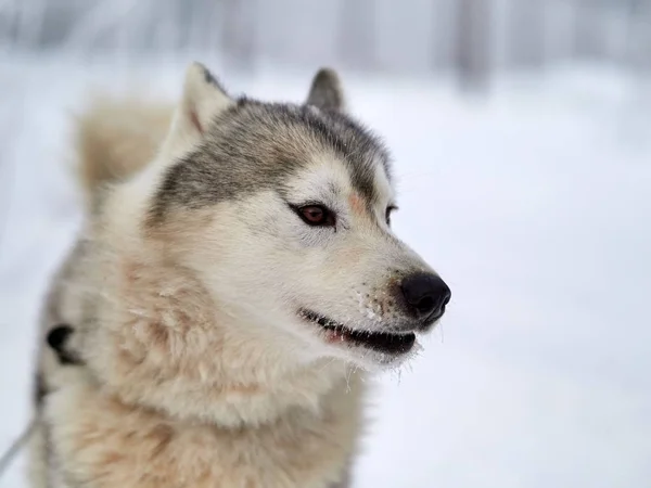 Siberiano Husky Cane Ritratto All Aperto Inverno — Foto Stock