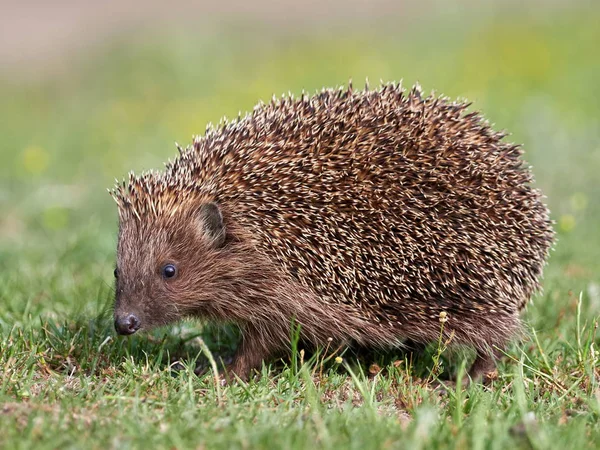 Jeż Europejski Erinaceus Europaeus Środowisku Naturalnym — Zdjęcie stockowe