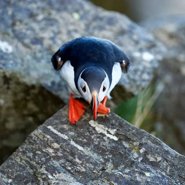 Niedlicher Papageitaucher Steht Auf Einer Klippe Fratercula Arctica — Stockfoto