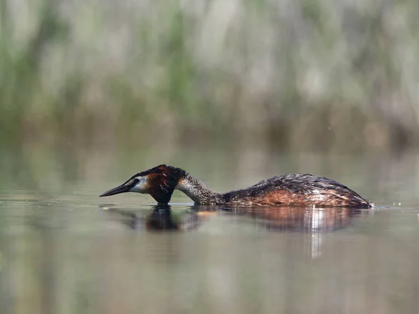 水鸟在湖 Podiceps Cristatus — 图库照片