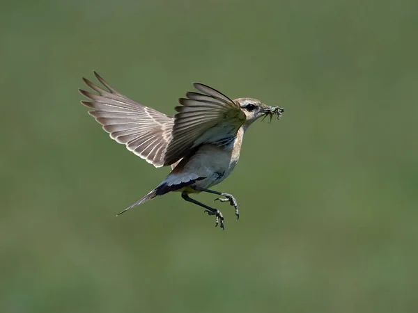 Isabelline Wheatear Oenanthe Isabellina Campo Primavera Com Pico Cheio Insetos — Fotografia de Stock