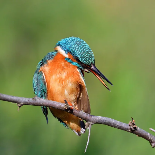 Kingfisher Alcedo Atthis Природному Середовищі Існування — стокове фото