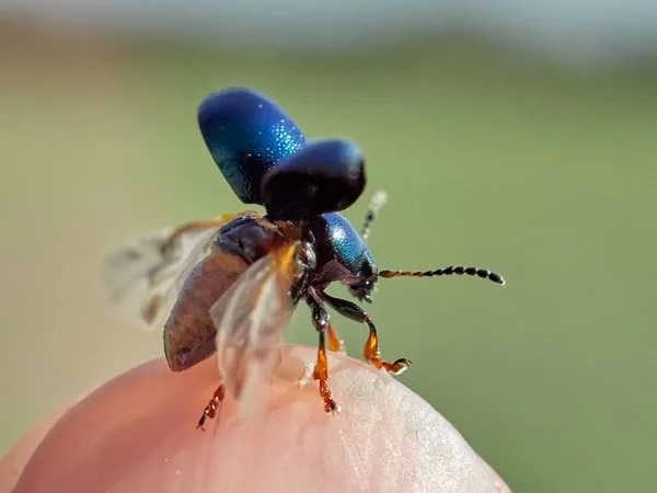 Bug Flying Tip Finger — Stockfoto