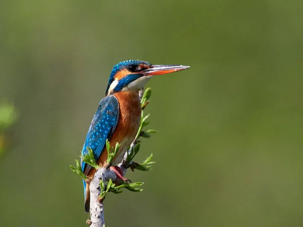 Kingfisher Alcedo Atthis Habitat Natural — Fotografia de Stock