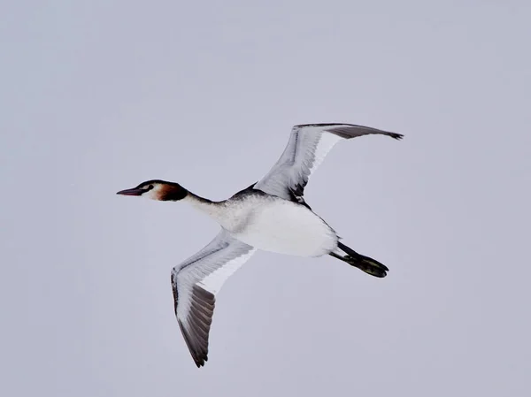 Water Bird Flight Podiceps Cristatus — Stock Photo, Image