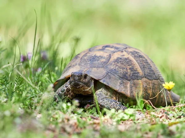 Spur Thighed Turtle Testudo Graeca Natural Habitat — Stock Photo, Image