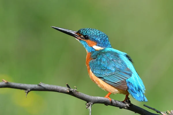 Kingfisher Alcedo Atthis Природному Середовищі Існування — стокове фото