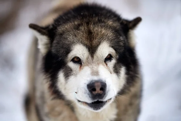 Сибирский Портрет Собаки Хаски Открытом Воздухе Зимой — стоковое фото