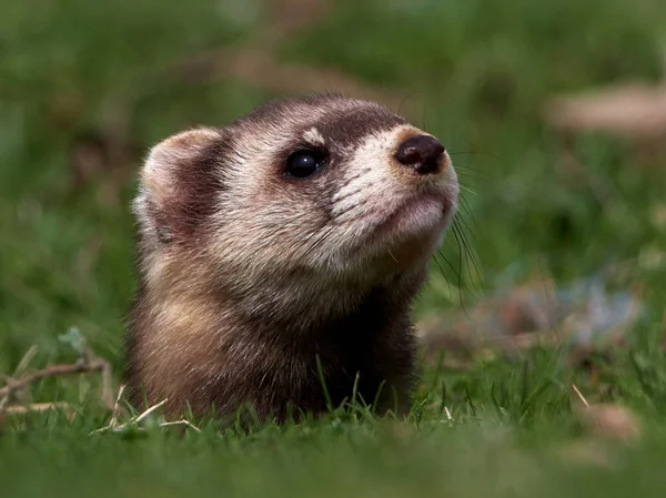 Steppe Wezels Gemaskerde Polecaten Mustela Eversmanii Natuurlijke Habitat Dobrogea Roemenië — Stockfoto