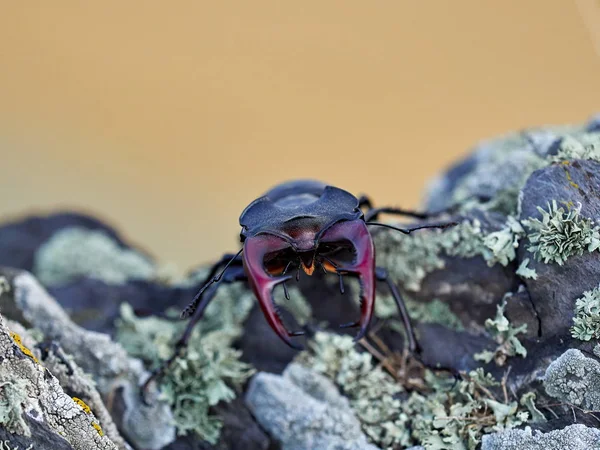 Stag Beetle Lucanus Cervus Естественной Среде Обитания — стоковое фото