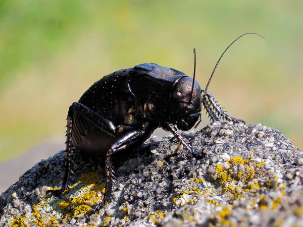 Big Bellied Cricket Natural Habitat Bradiphorus Dasiphus — стокове фото