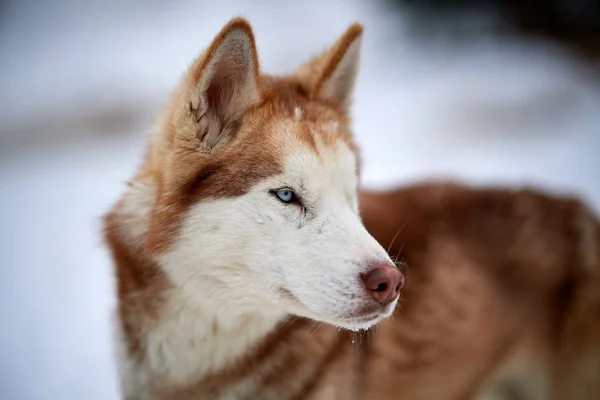 Siberiano Husky Cane Ritratto All Aperto Inverno — Foto Stock
