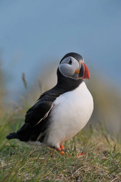 Ładny Puffin Stojący Klifie Fratercula Arctica — Zdjęcie stockowe