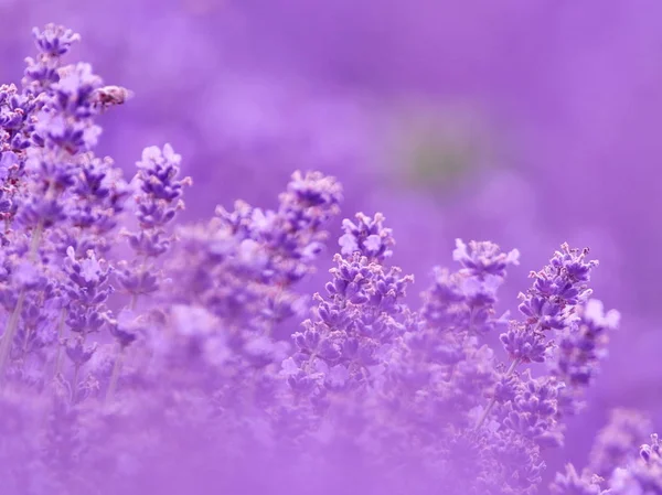 Lavendelblommor Fältet Sommar — Stockfoto