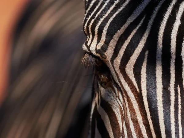 Haut Aus Afrikanischem Zebra Zebrahintergrund Schwarz Weiße Streifen — Stockfoto