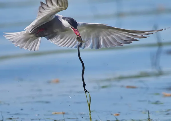 Whiskered Tern Chlidonias Hybrida Captured Flight Hunted Water Snake — Stock Photo, Image