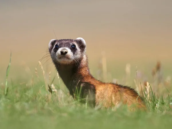 Doninha Das Estepes Mustela Eversmanii Habitat Natural — Fotografia de Stock