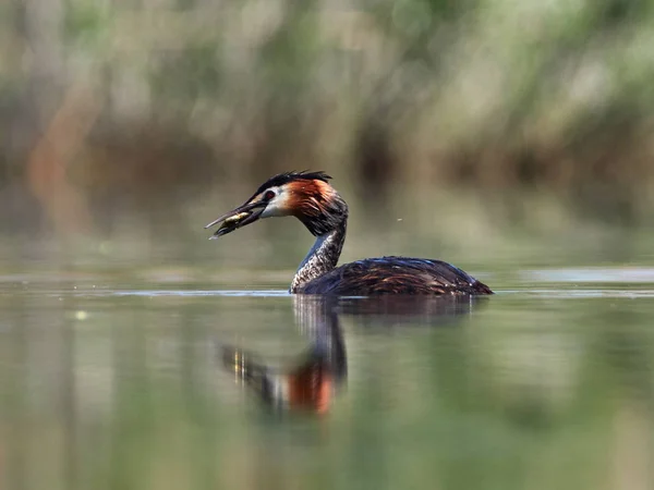 Pájaro Acuático Lago Podiceps Cristatus —  Fotos de Stock