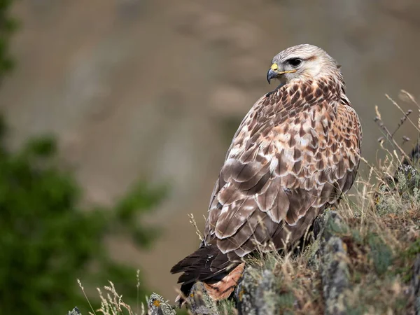 Кайт Покоится Скале Buteo Rufinus — стоковое фото