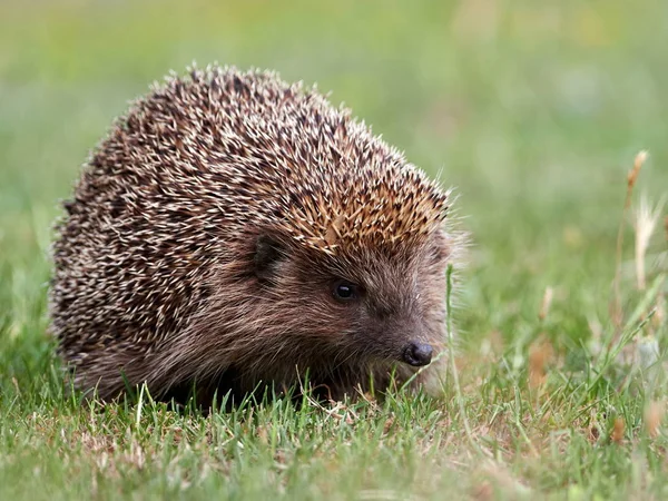 European Hedgehog Erinaceus Europaeus Natuiral Habitat — Stock Photo, Image