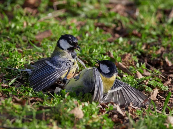 Ütköző Őszi Kék Mell Parus Caeruleus — Stock Fotó