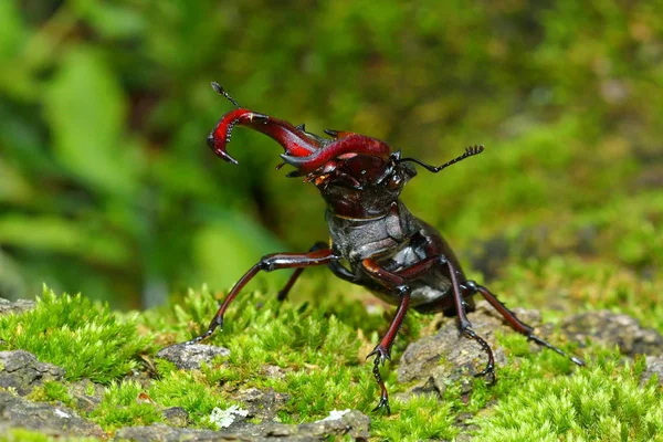 Escarabajo Ciervo Lucanus Cervus Hábitat Bosque Natural — Foto de Stock