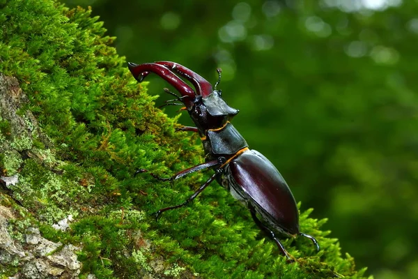 Escarabajo Ciervo Lucanus Cervus Hábitat Bosque Natural —  Fotos de Stock