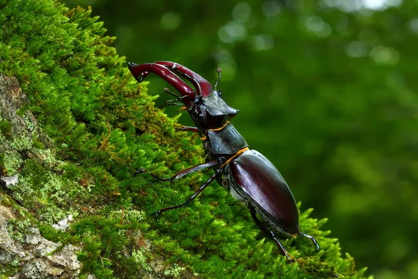 Coléoptère Cerf Lucanus Cervus Dans Habitat Forestier Naturel — Photo