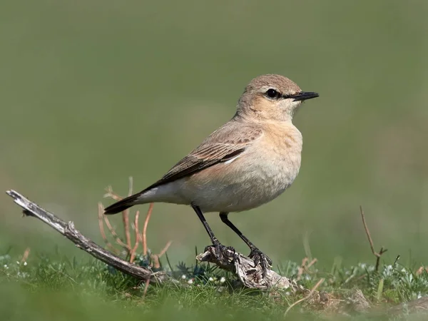 Białorzytka Płowa Oenanthe Isabellina Pole Wiosną Szczyt Pełne Owadów — Zdjęcie stockowe