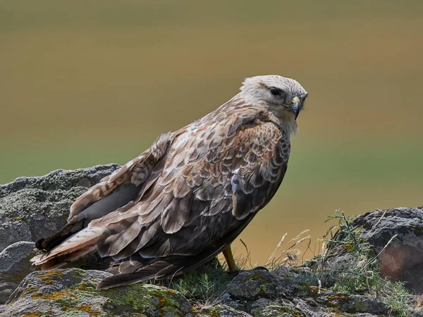 Kaya Buteo Rufinus Dinlenme Uçurtma — Stok fotoğraf