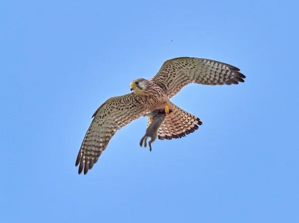 falcon flying in natural habitat captured in flight while carrying its prey (falco tinunculus)