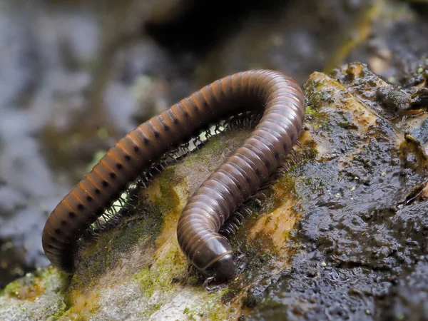 Millipedes Natural Habitat — Stock Photo, Image