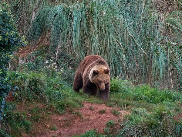 Eurasian brown bear (Ursus arctos arctos), also known as the European brown bear