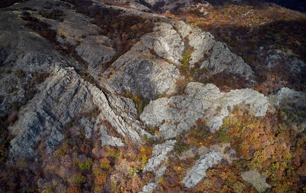感動の空中の風景 秋の森 フィールド ドローンの視点 感動の秋風景パノラマ Dobrogea ルーマニアから — ストック写真