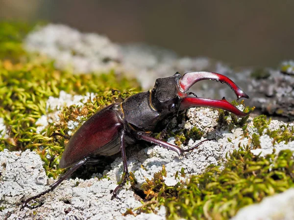 Escarabajo Ciervo Lucanus Cervus Hábitat Natural — Foto de Stock