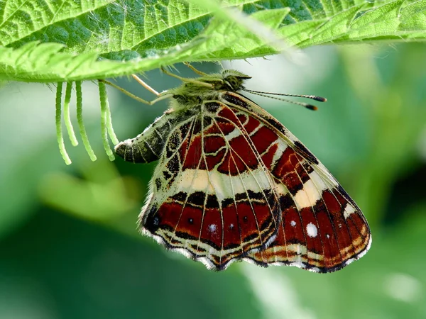 Όμορφη Πεταλούδα Κάθεται Στα Φύλλα Ωραίο Μακροσκοπικό Πλάνο Αυτή Πεταλούδα — Φωτογραφία Αρχείου