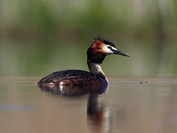 Oiseau Aquatique Sur Lac Podiceps Cristatus — Photo